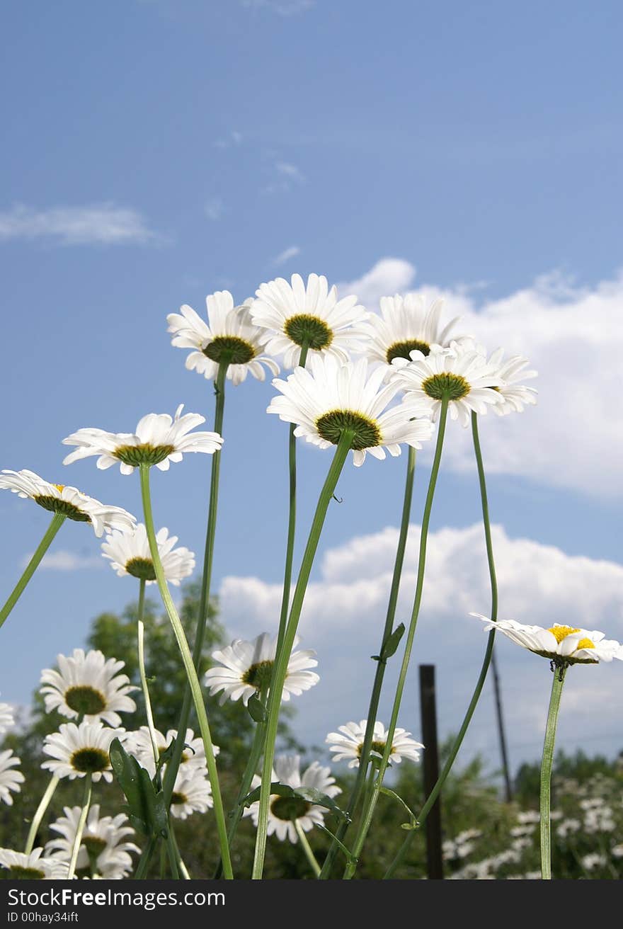 Beautiful camomiles on a background of the light-blue sky