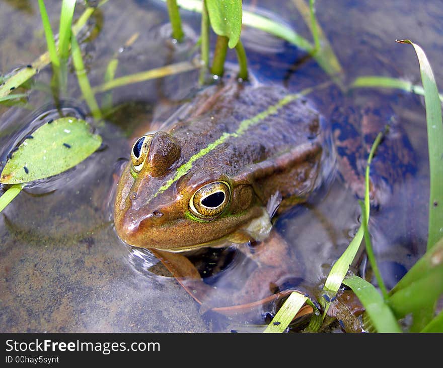 Frog In The Brook