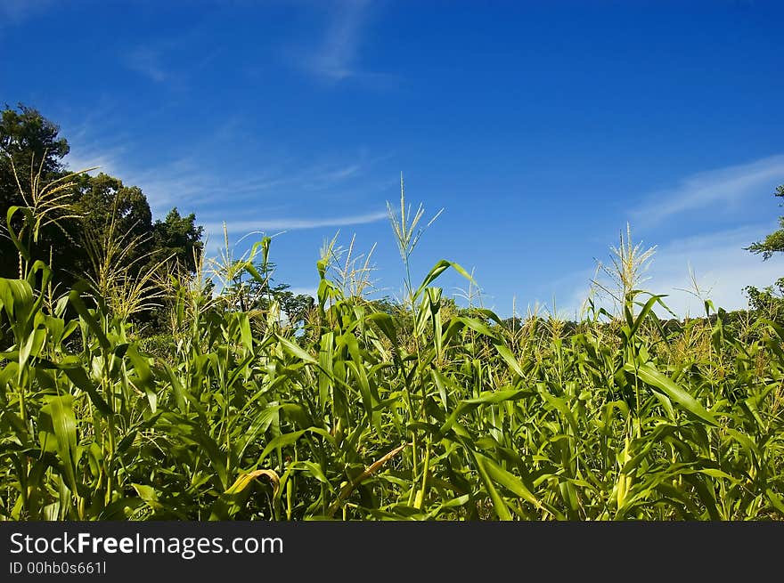 Corn Plantation