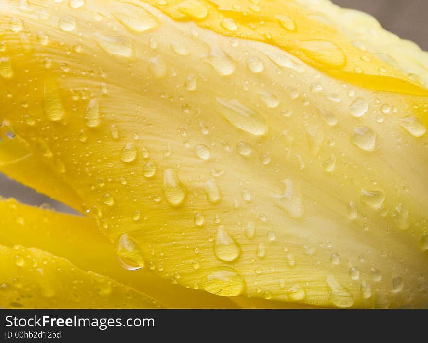 Close up of a tulip covered with water