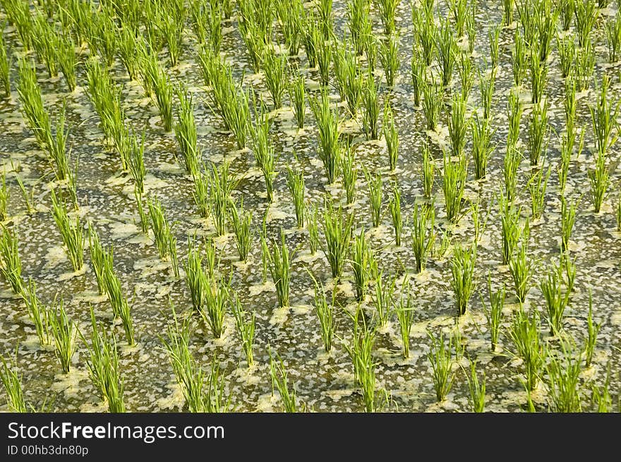 Rice Paddy