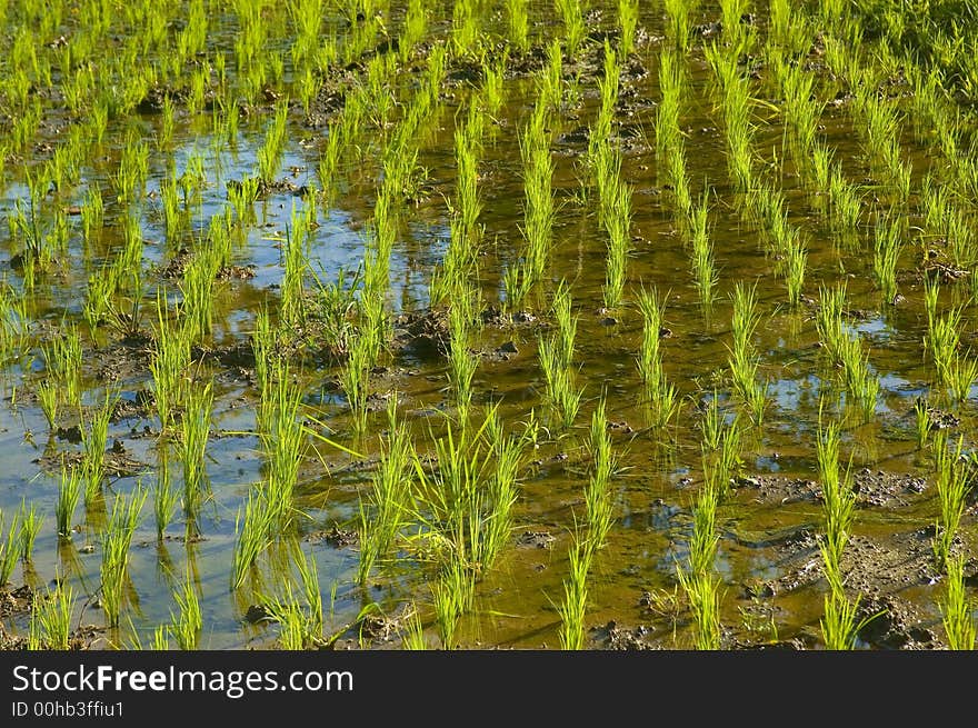 Rice Paddy