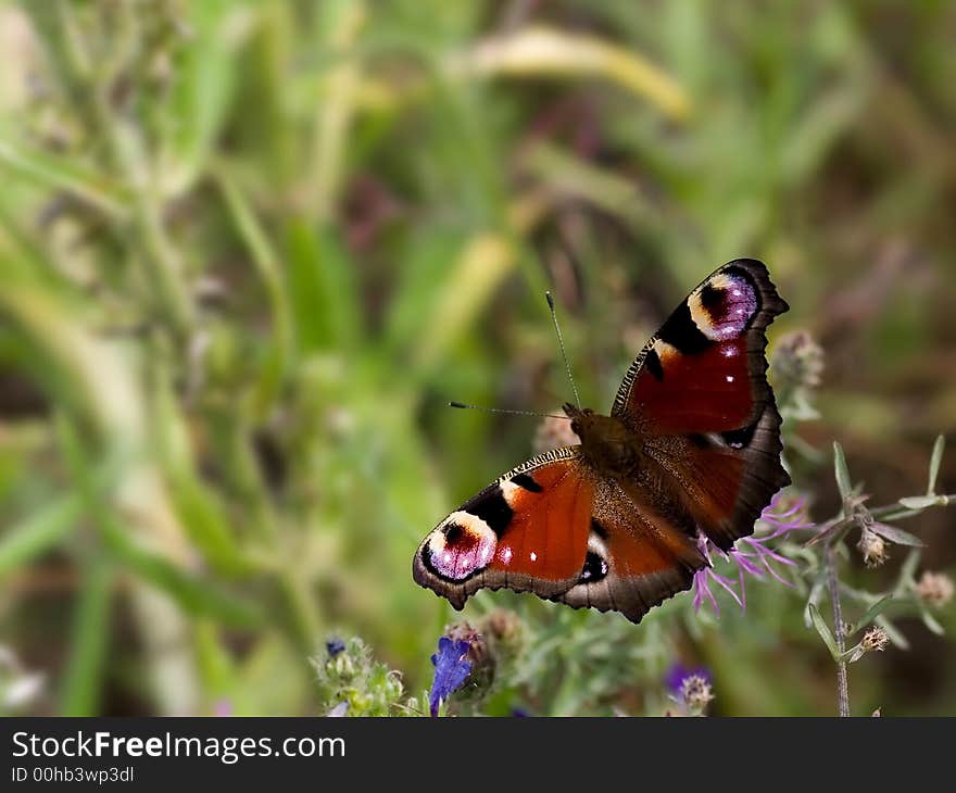 Peacock butterfly