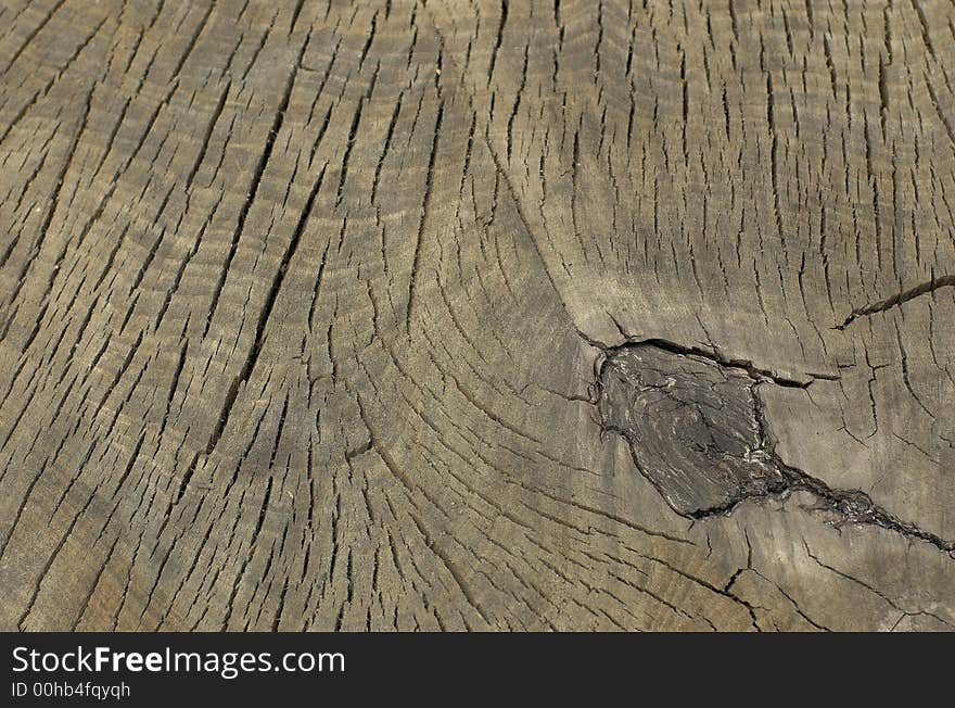 Saw cut of oak tree. Saw cut of oak tree