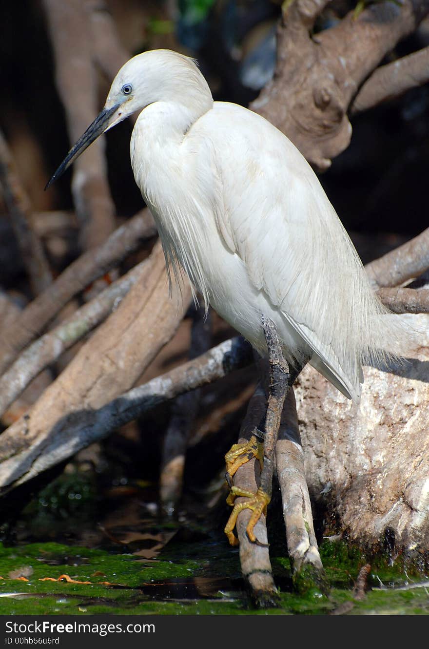 White Exotic Bird