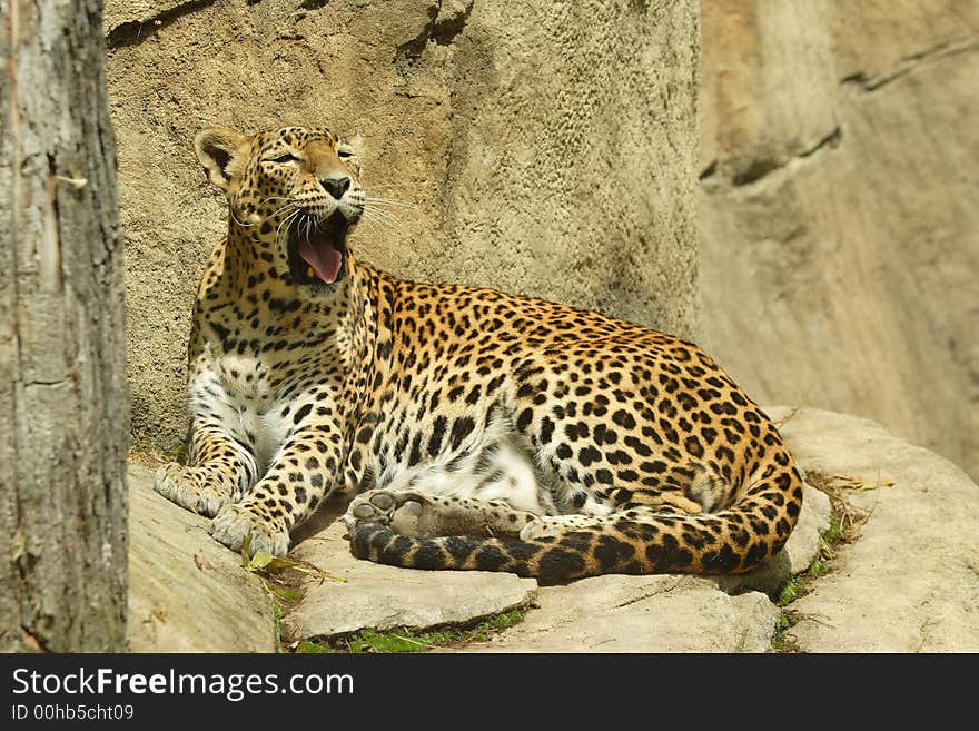 Sri Lankan Leopard (Panthera pardus kotiya)