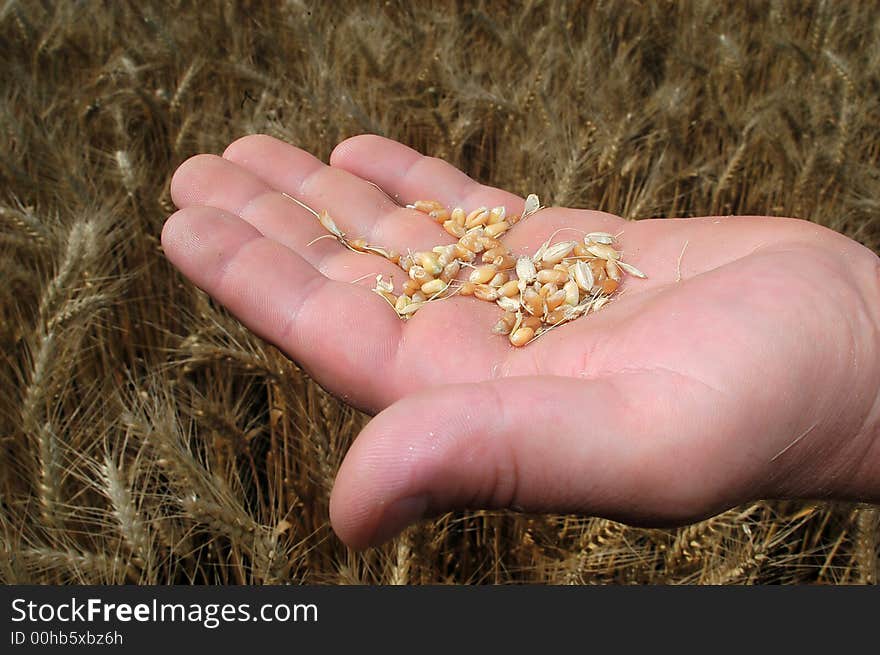 Corn on palm