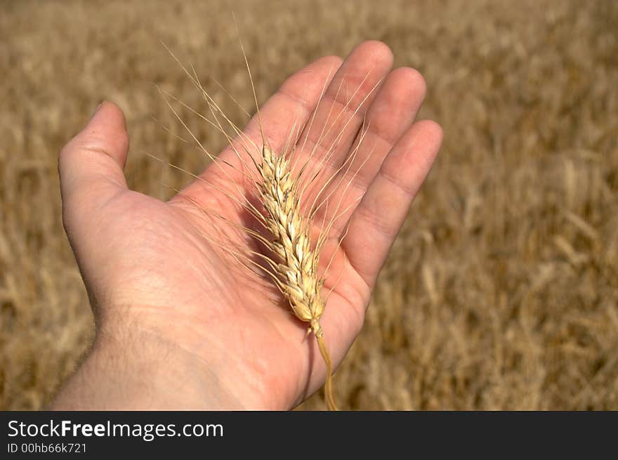 Ear on the palm