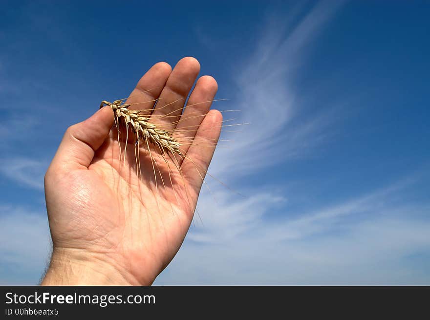 Palm, ear and sky