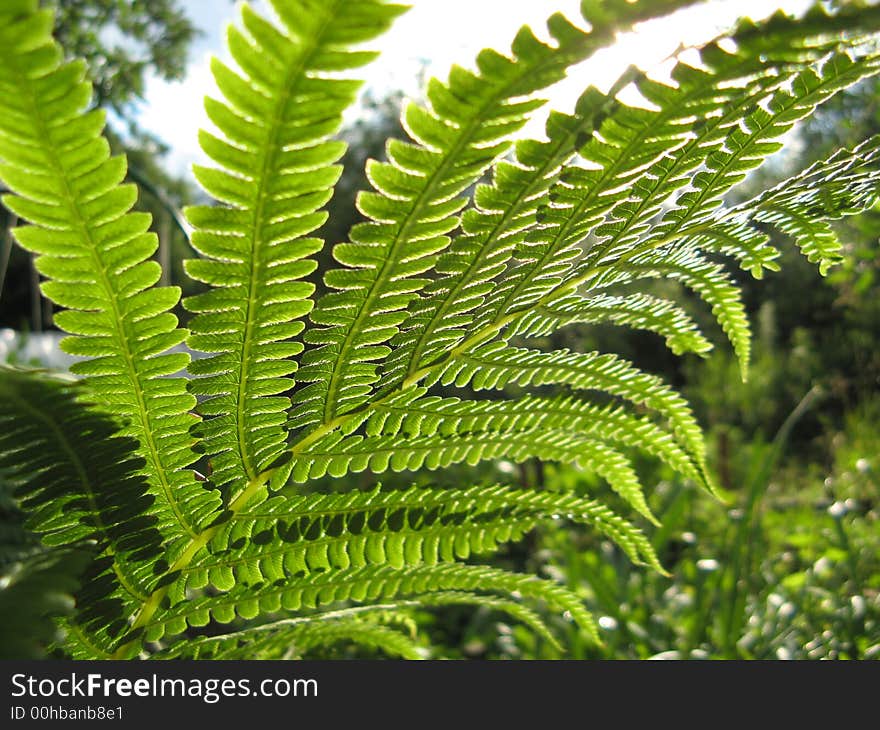 Leaf of fern photograph against the sun