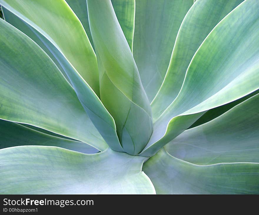 Large leaves