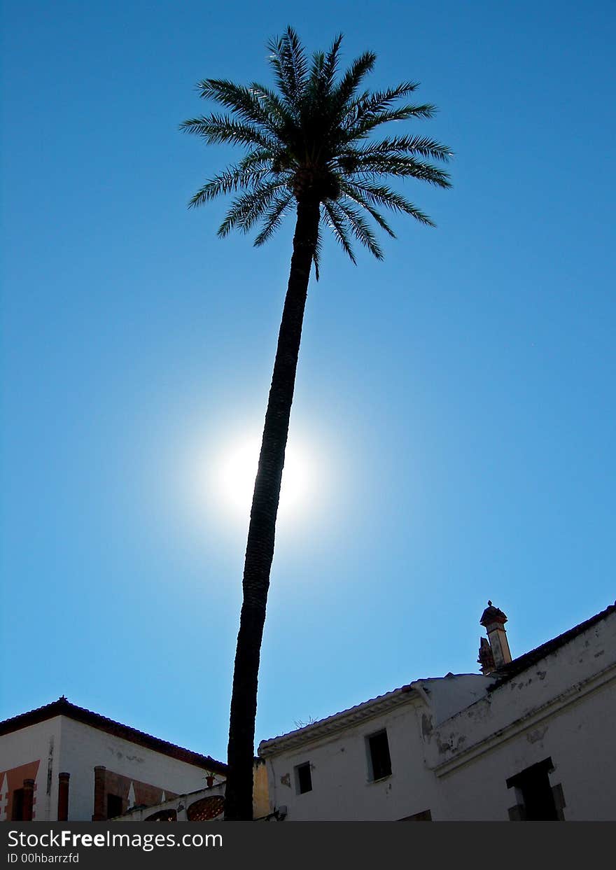 Sun glows behind tall palm tree reaching over rooftops. Sun glows behind tall palm tree reaching over rooftops