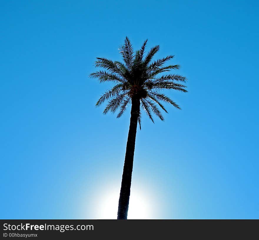 Sun casts glow behind single palm tree on a clear blue sky