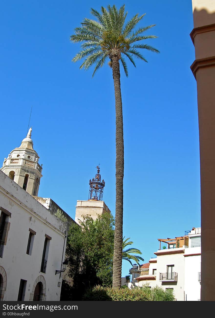 Tall palm tree in the middle of city square. Tall palm tree in the middle of city square