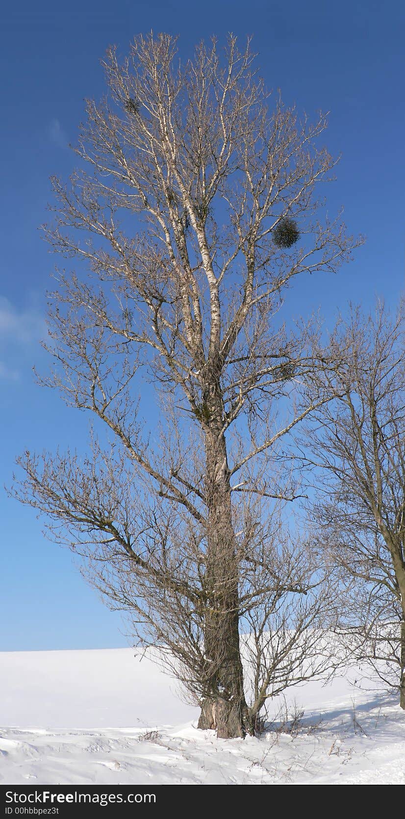 Photo of a tree taken during winter in Klewki, Poland.