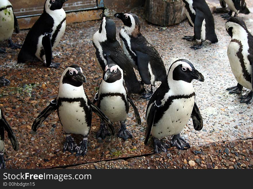 Penguins