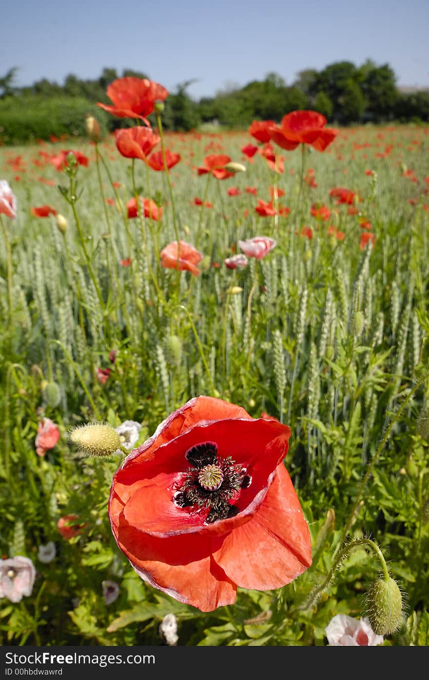 Red poppy close up and corn field