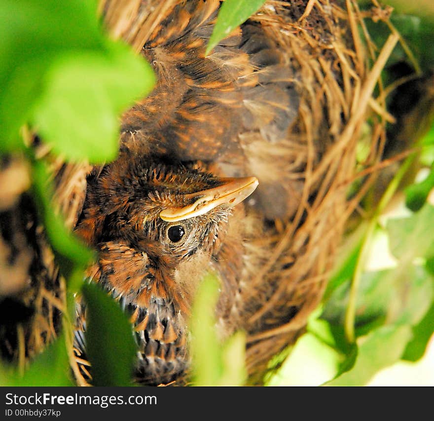 Young birds wait quietly in their nest. Young birds wait quietly in their nest