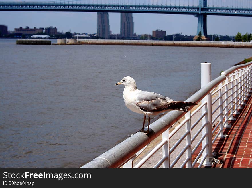 Seagull On A Railing