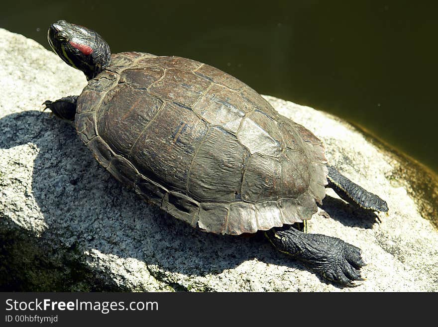 Turtle sunbathing on a warm rock