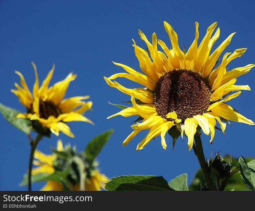 Sunflowers