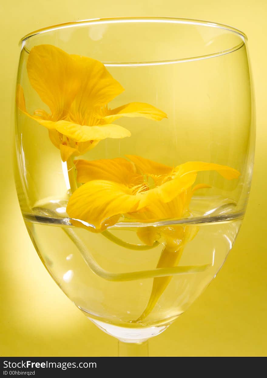 Flower In Glass