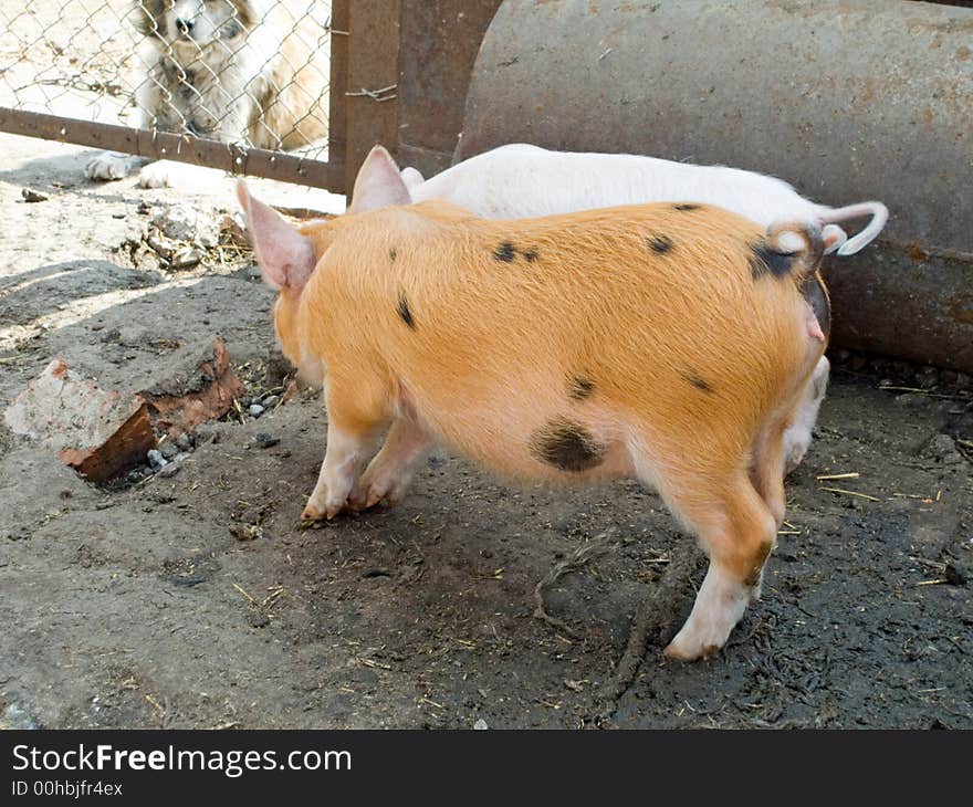 The white pig and the red pig on a farmyard look at the dog. The white pig and the red pig on a farmyard look at the dog