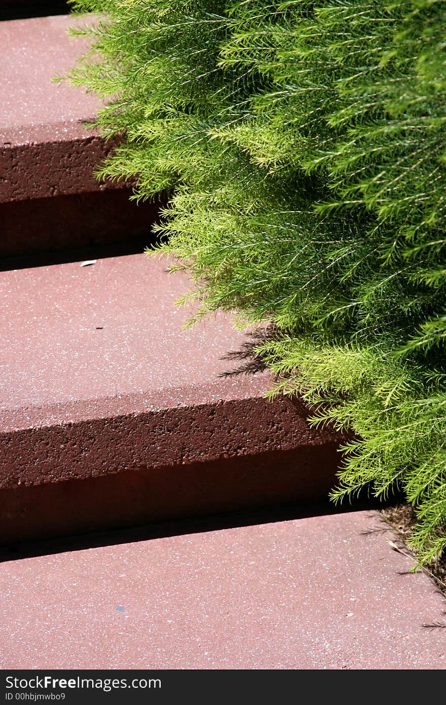 A photo of ferns on steps in the sunlight. A photo of ferns on steps in the sunlight...