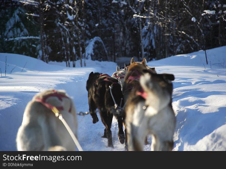 Winter and dogs in Quebec, Canada