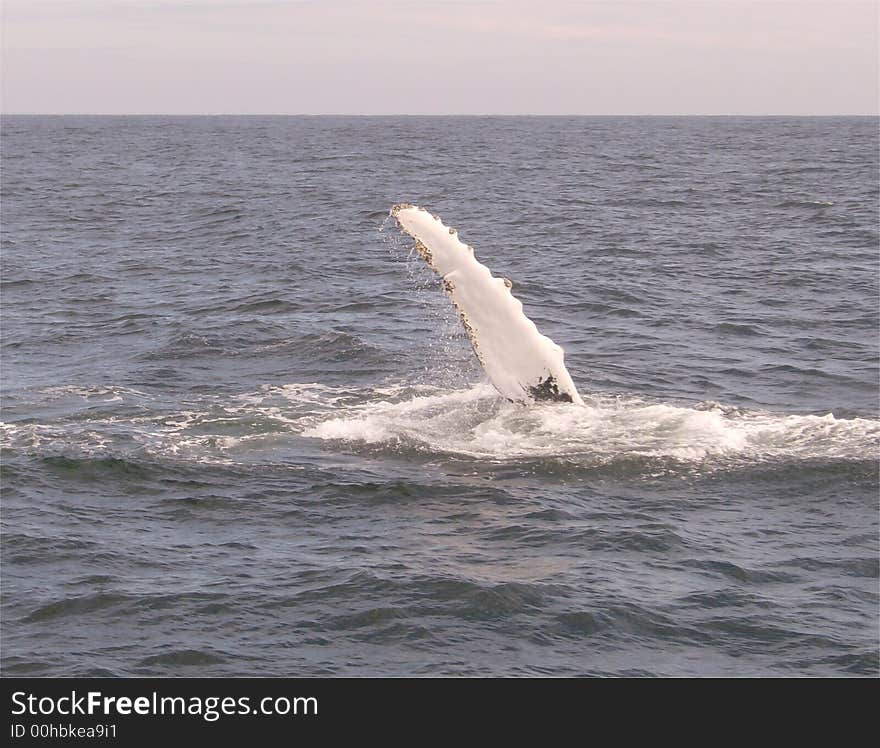 Water dripping from the flipper of a humpback whale off the coast of new england. Water dripping from the flipper of a humpback whale off the coast of new england