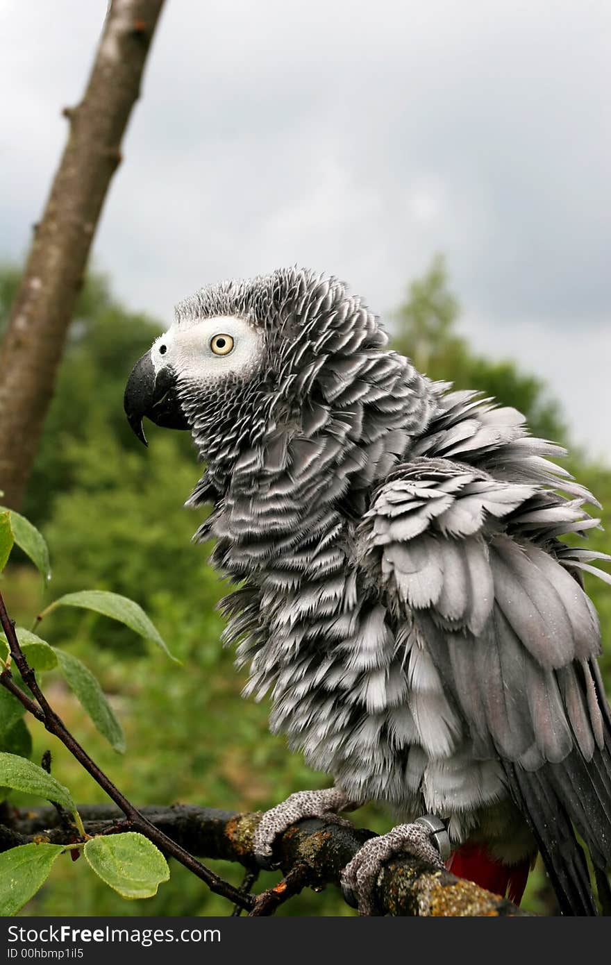 Ruffled up african grey parrot(Psittacus erithacus) sitting on a tree after the rain.