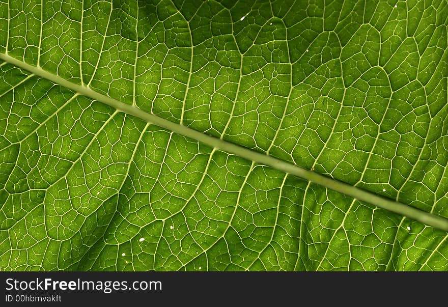 Horizontal photo of a leaf background