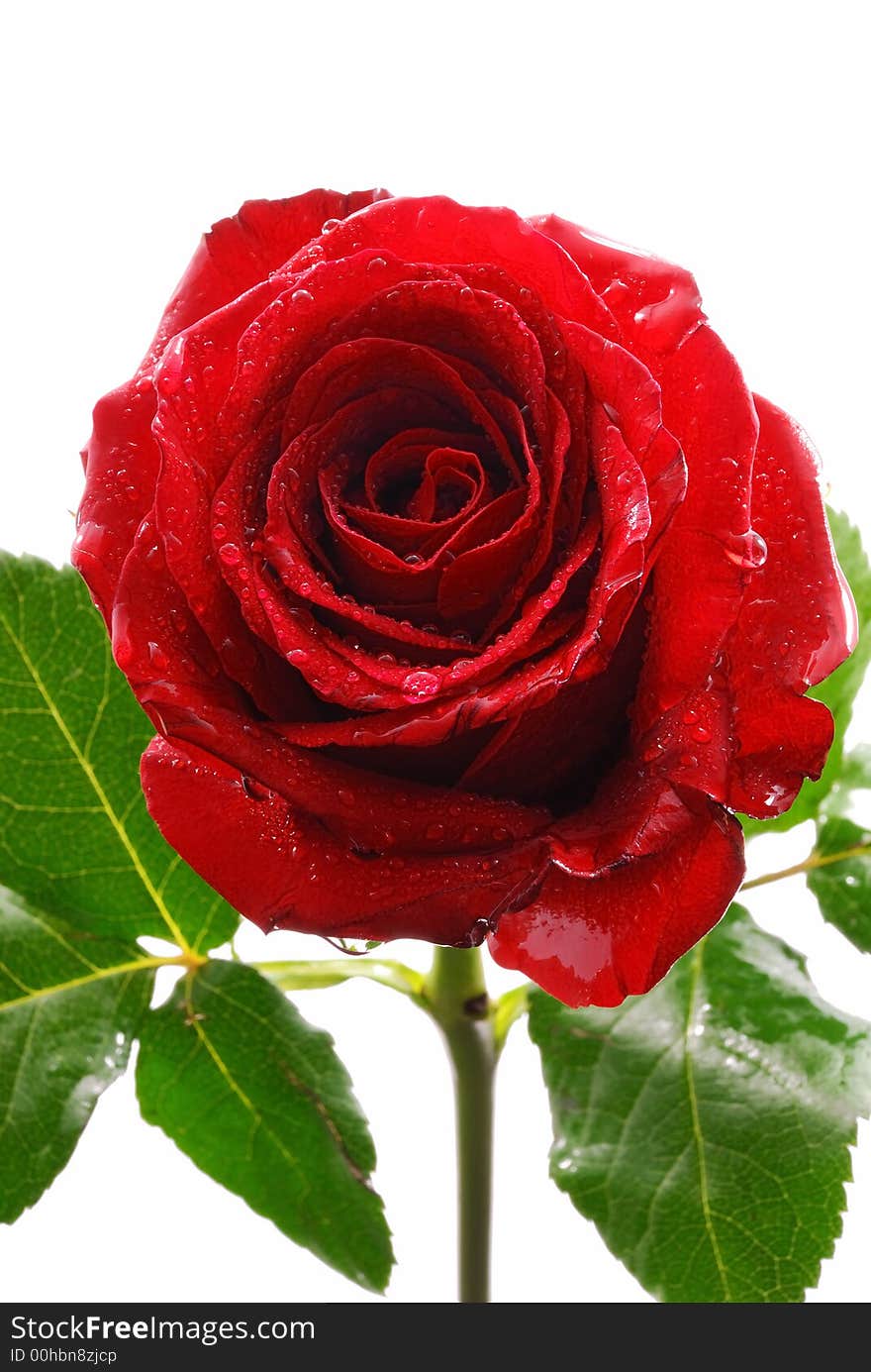 Red rose on white background