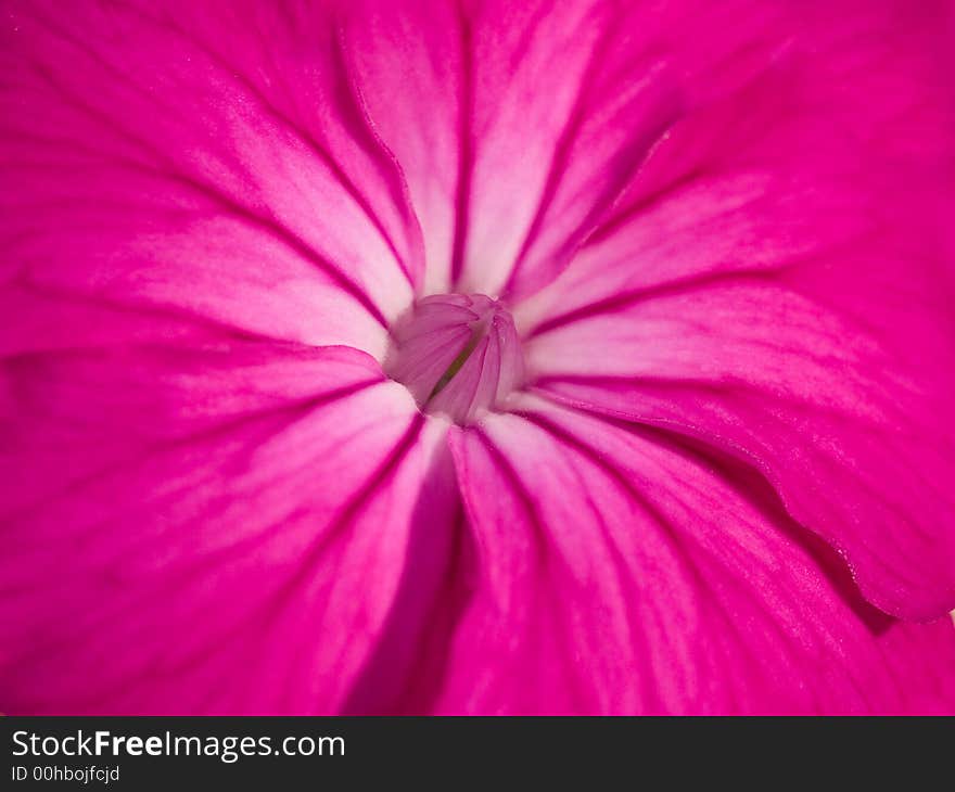 A very beautiful magenta flower