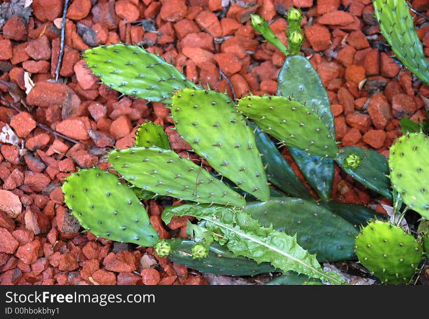 Cactus in the summer