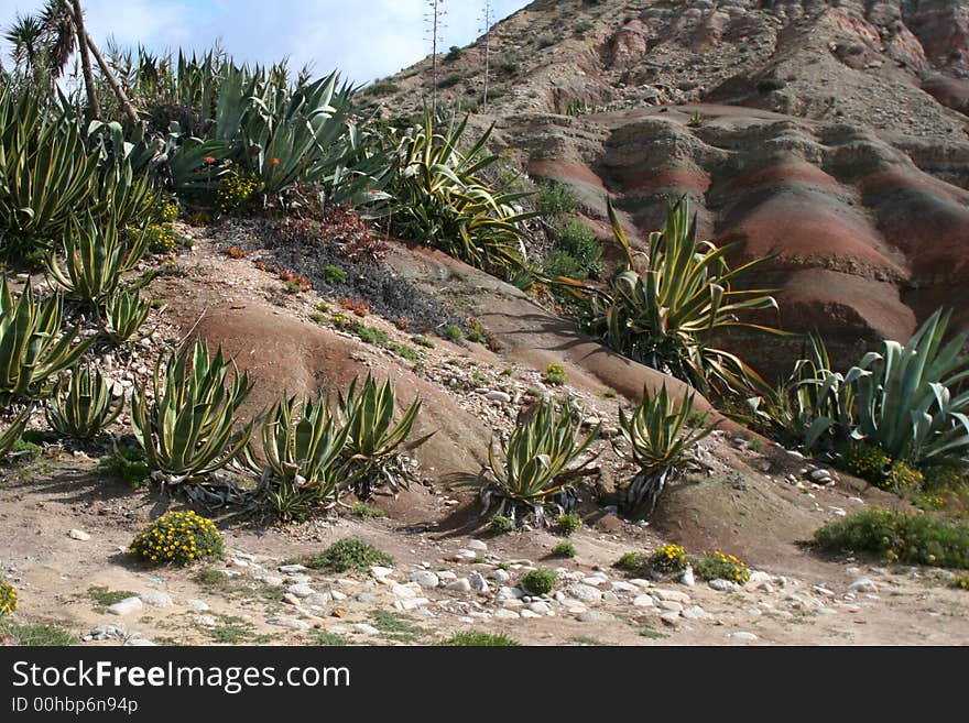 Cactus on cliffs