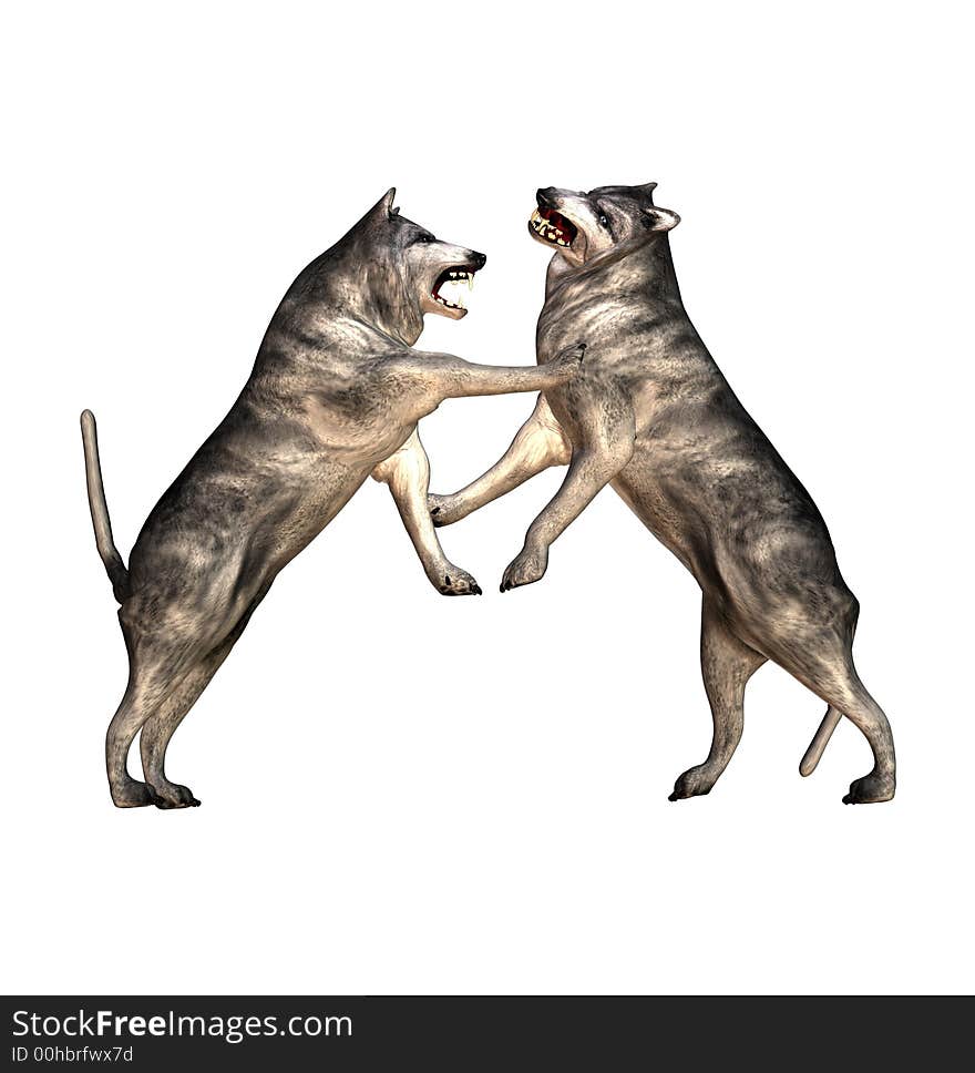 Two wolves fighting each other.isolated white background. Two wolves fighting each other.isolated white background