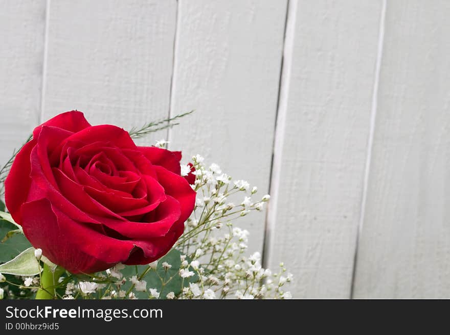 A big red rose with a fence in the background