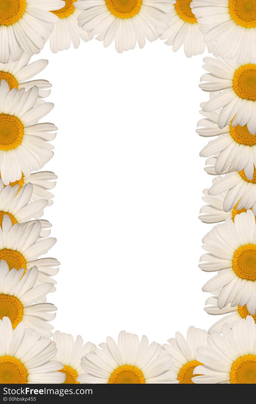 Chamomile frame on white background