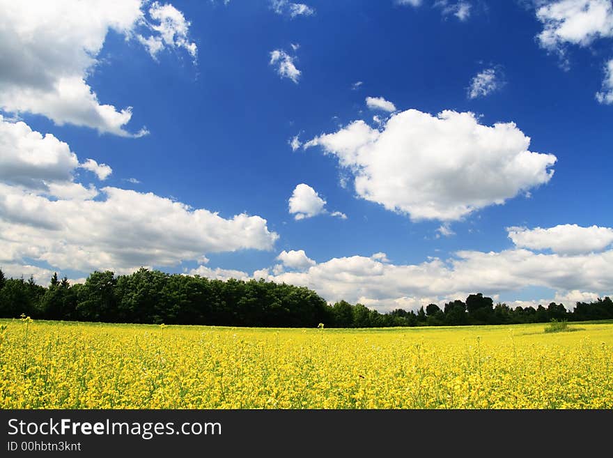 Landscape With Yellow Flowers