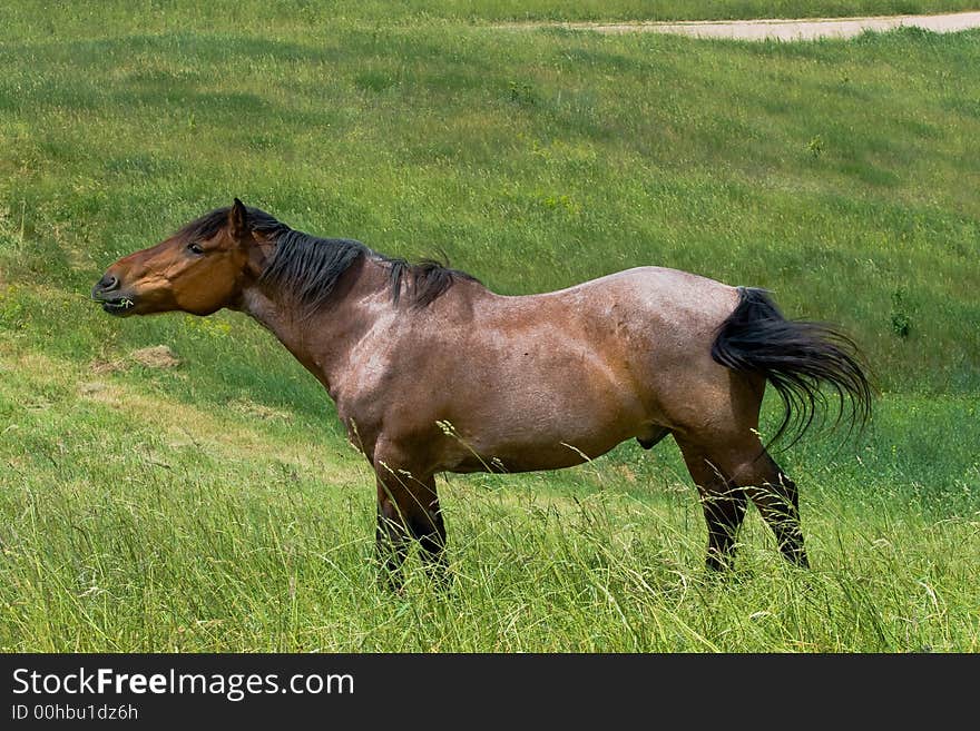 Brown horse in the grass field