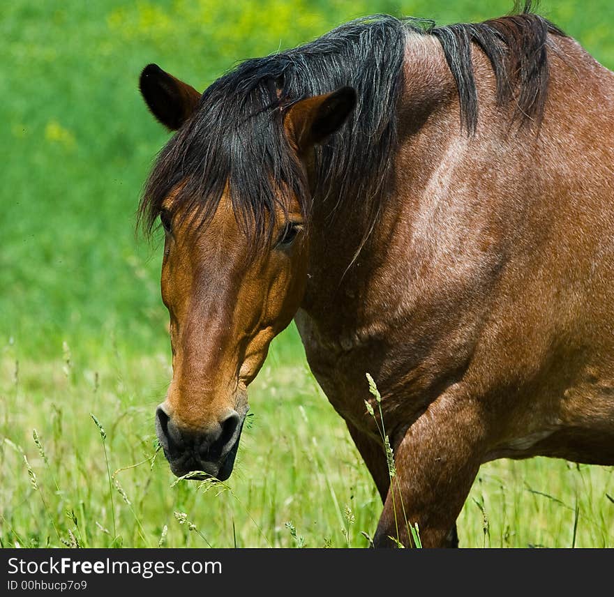 Brown horse portrait in the grass field