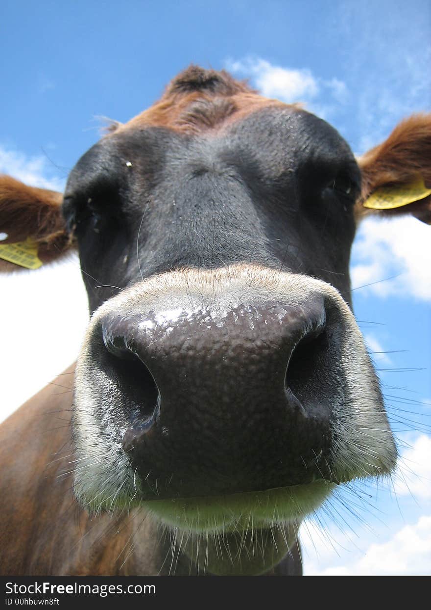 Jersey cow gives a sweet lick. Jersey cow gives a sweet lick