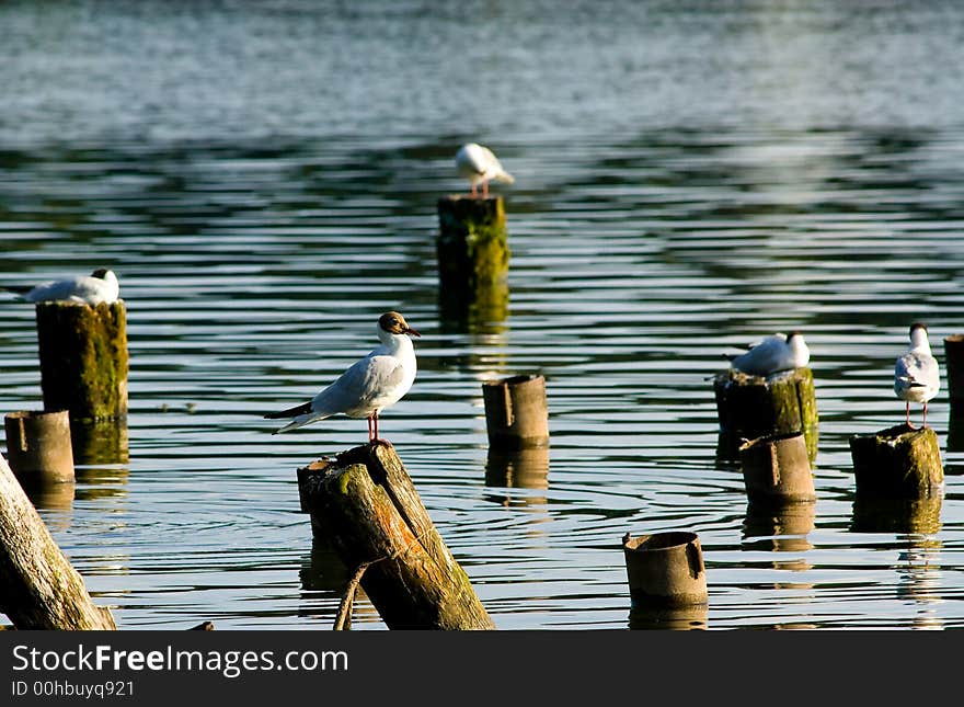 A terns population on the lake