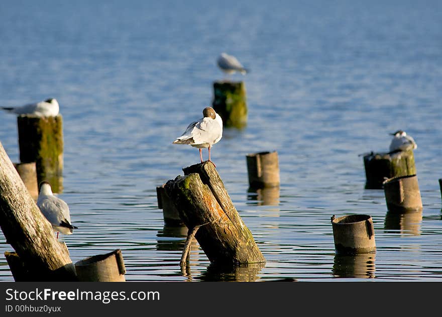 A sleeping terns population on the lake