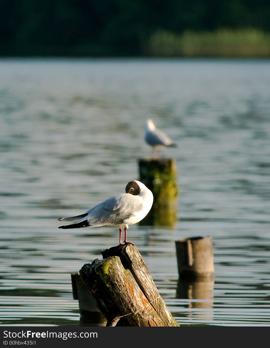 A sleeping terns on the lake