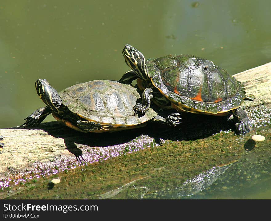 Amorous turtles