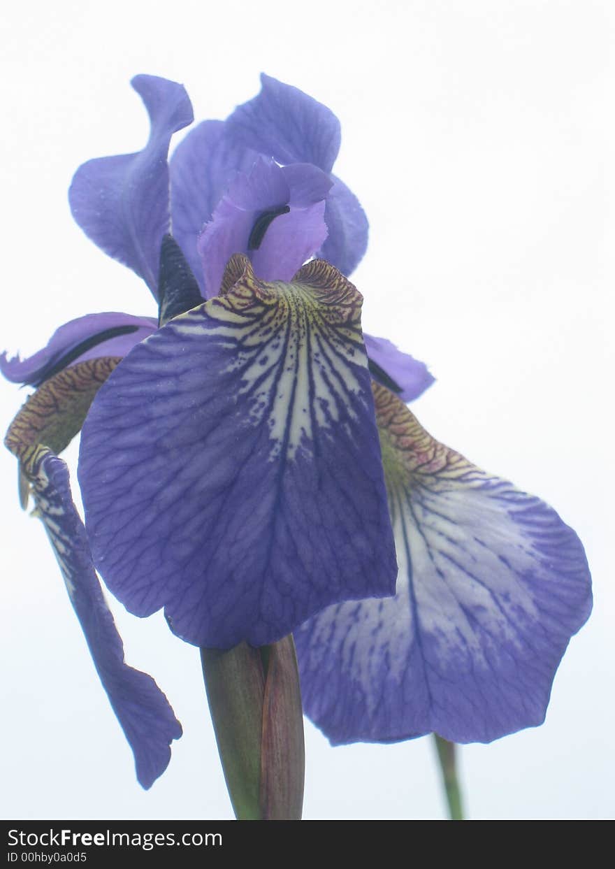 Purple iris bloming in spring