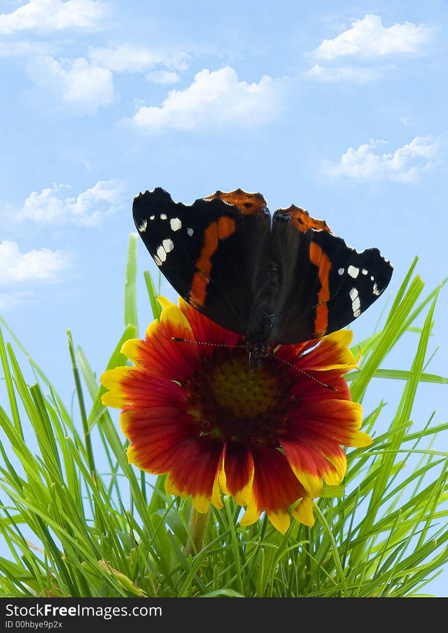 Butterfly on flower