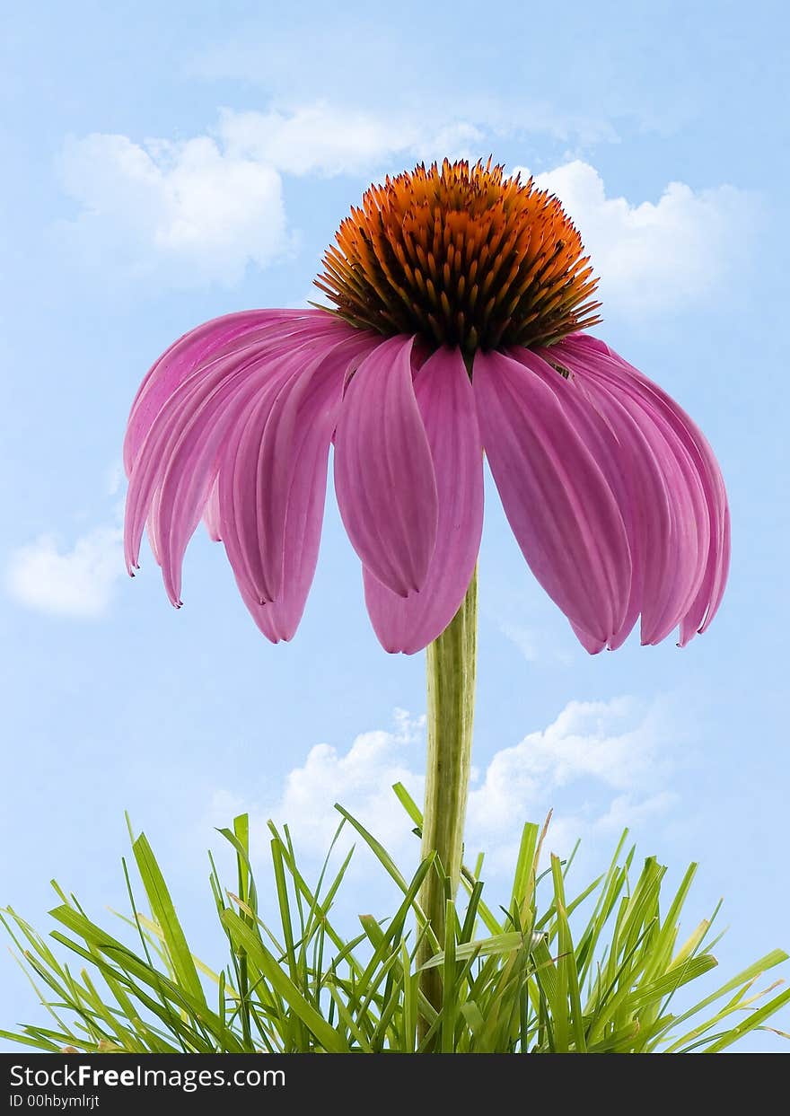 Coneflower in grass with cloudy sky background